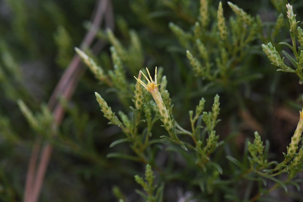 Ericameria ophitidis