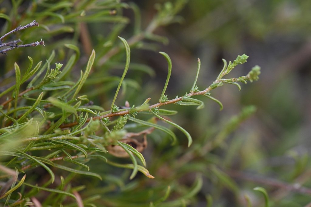 Ericameria ophitidis