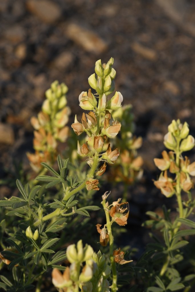 Lupinus antoninus