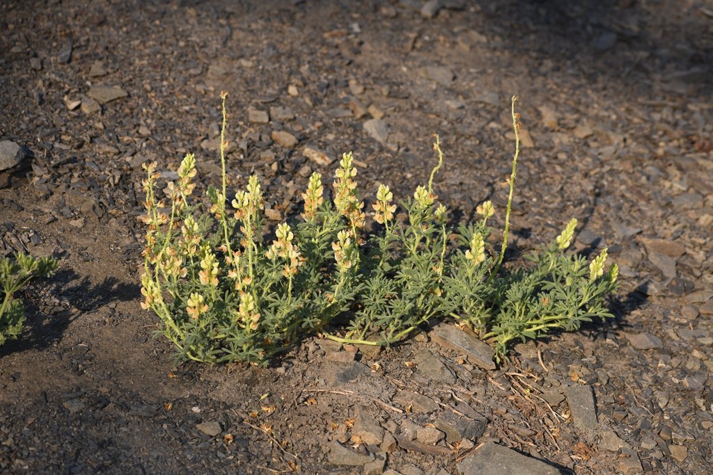 Lupinus antoninus