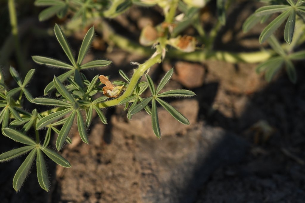 Lupinus antoninus