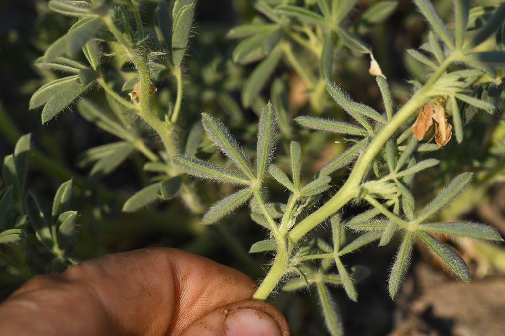 Lupinus antoninus