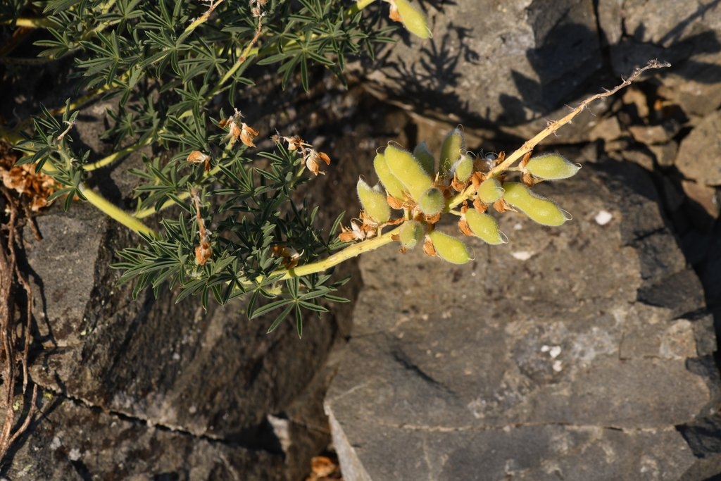 Lupinus antoninus