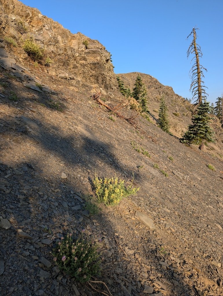 Lupinus antoninus