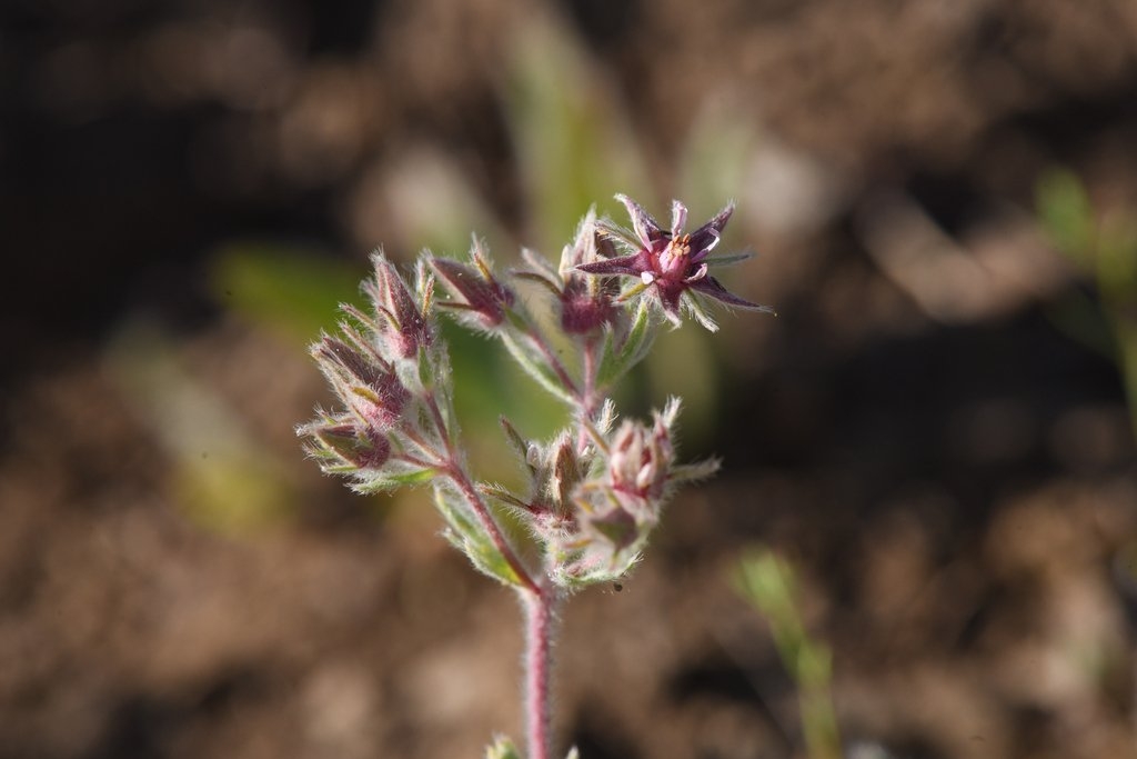 Horkelia hendersonii