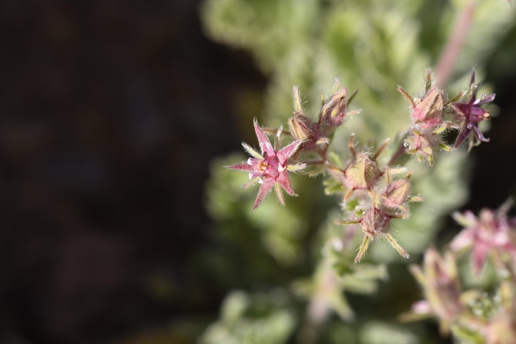 Horkelia hendersonii