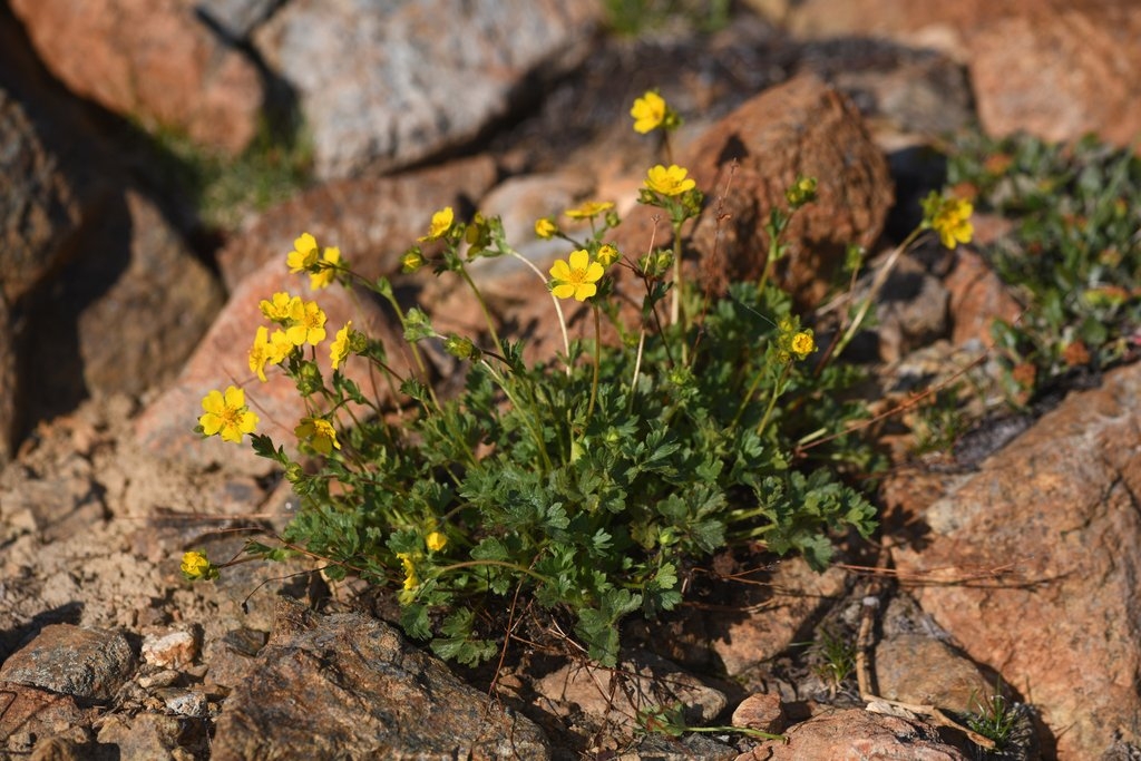 Potentilla cristae