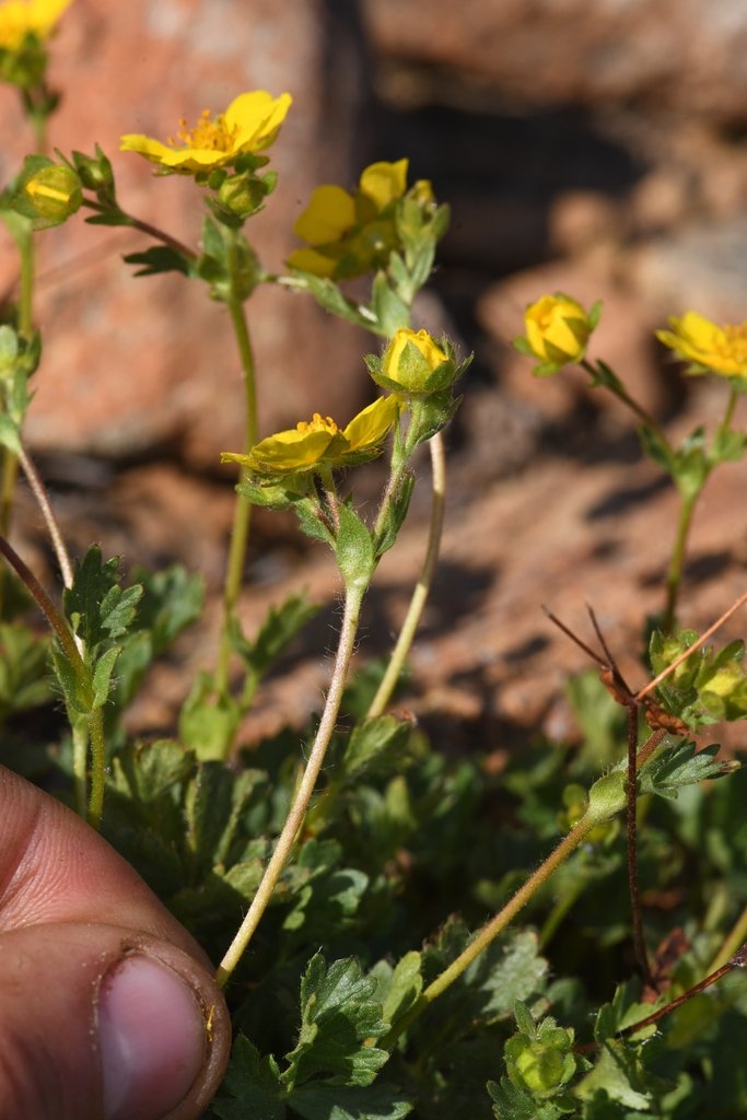 Potentilla cristae