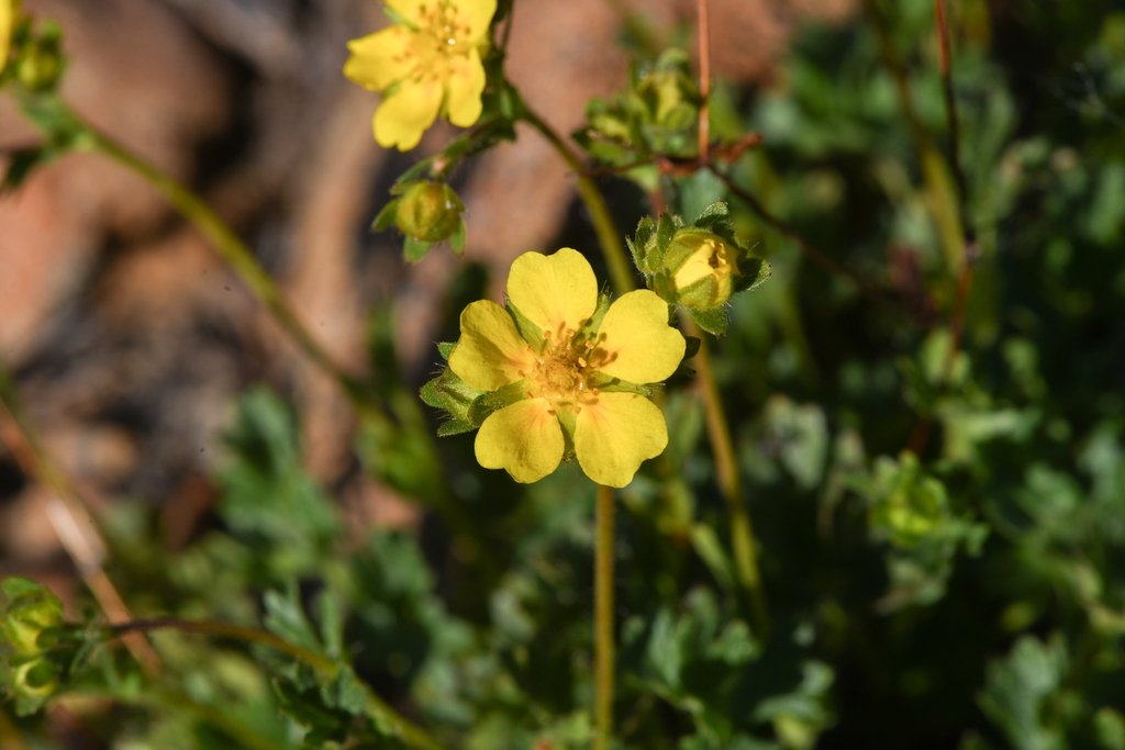 Potentilla cristae