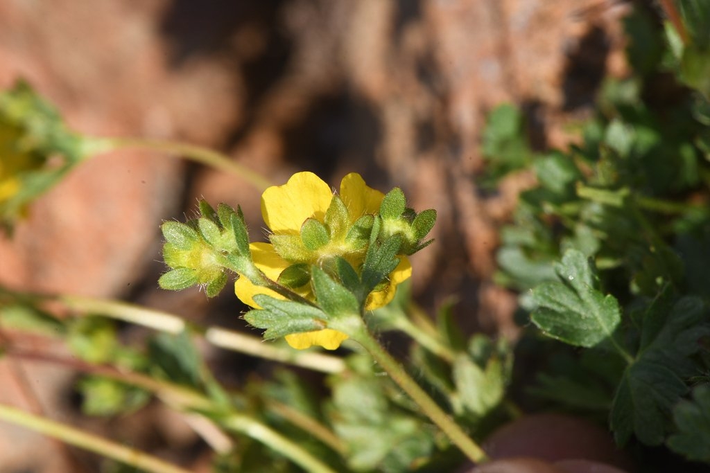 Potentilla cristae