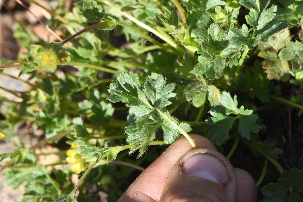 Potentilla cristae