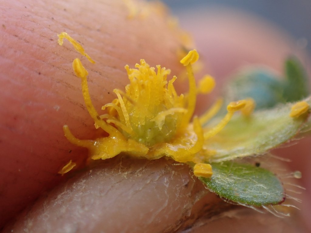 Potentilla cristae