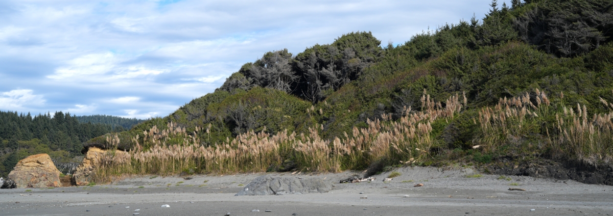 Cortaderia jubata