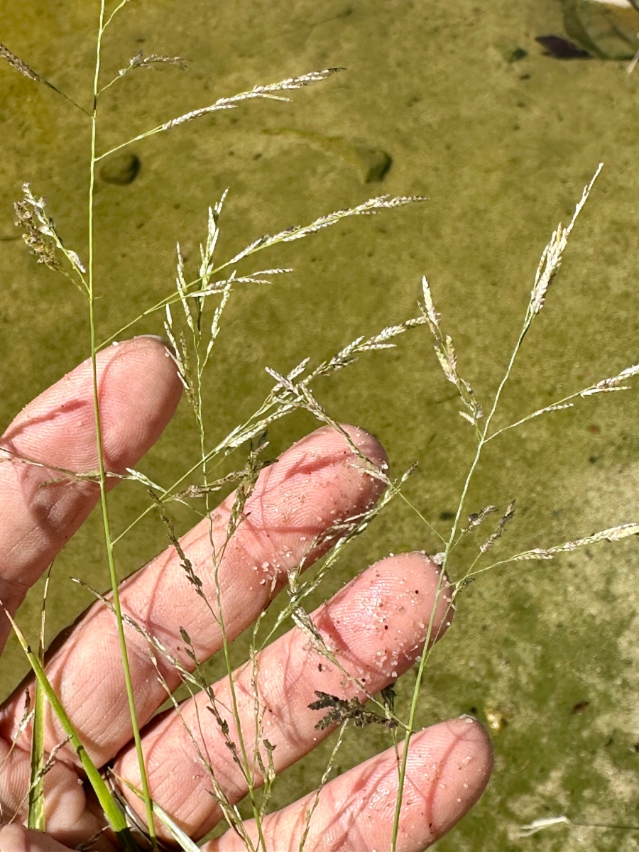 Eragrostis pectinacea var. miserrima