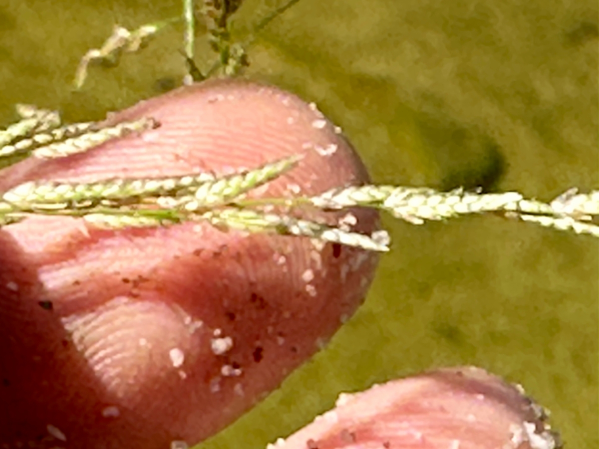 Eragrostis pectinacea var. miserrima