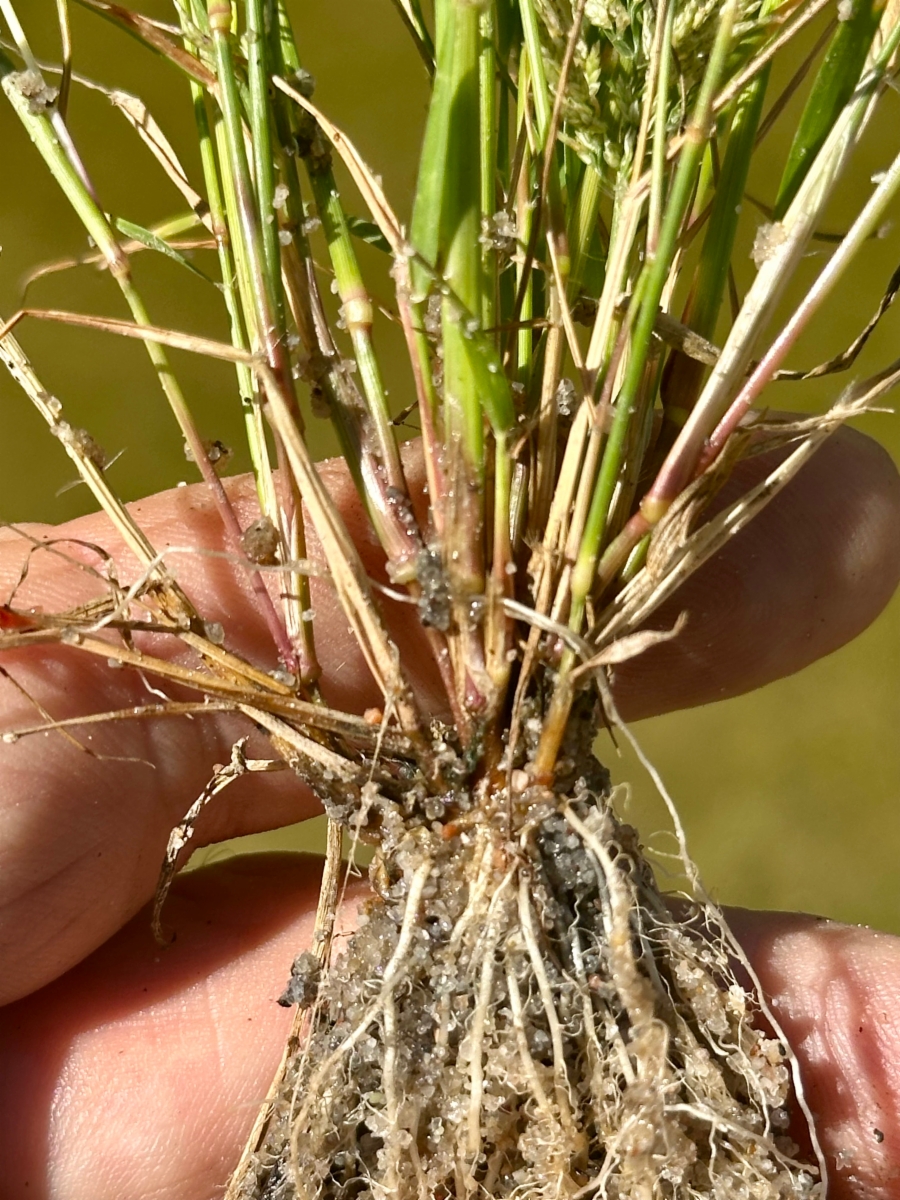 Eragrostis pectinacea var. miserrima