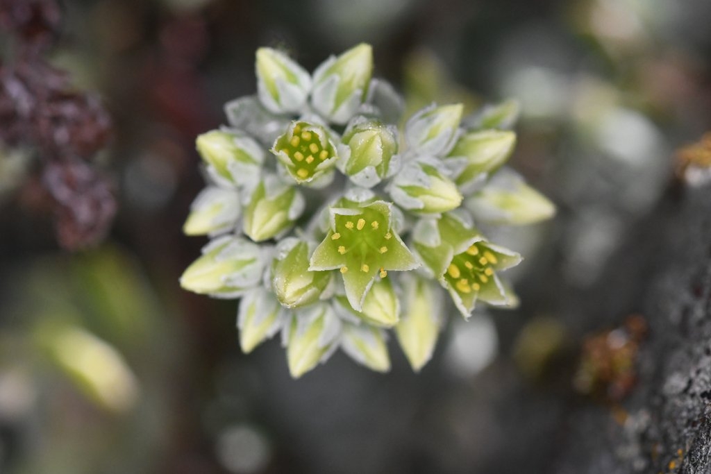 Sedum oblanceolatum