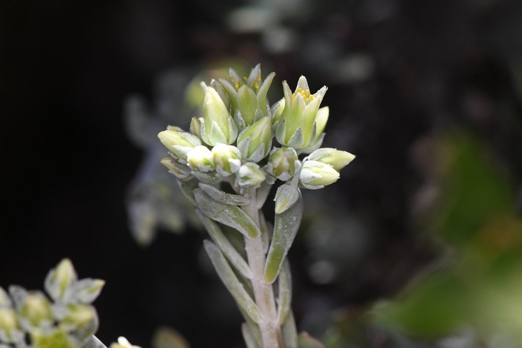 Sedum oblanceolatum