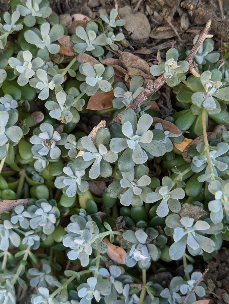 Sedum oblanceolatum