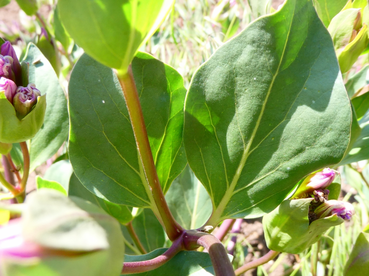 Mirabilis greenei