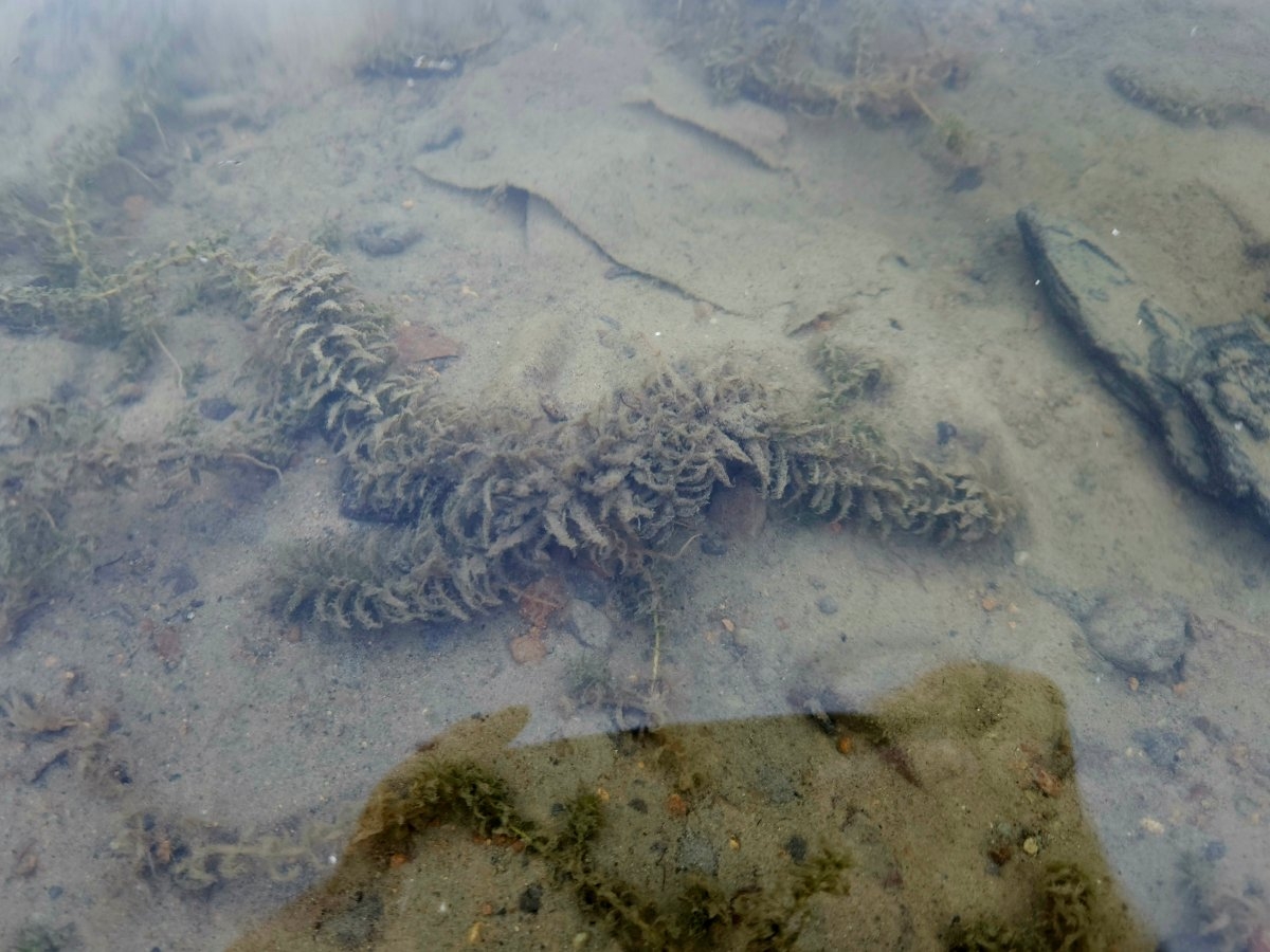 Elodea canadensis