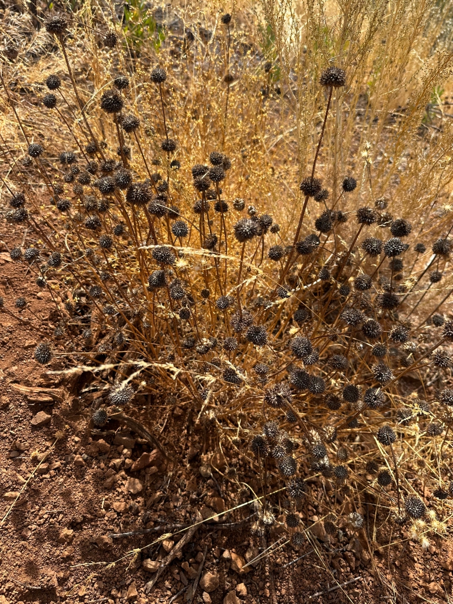 Salvia columbariae