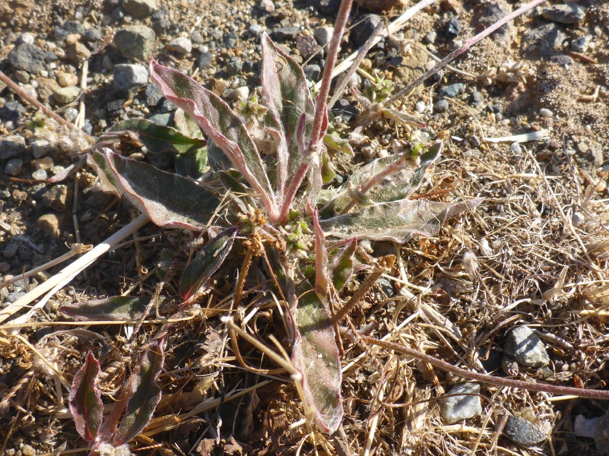 Froelichia gracilis