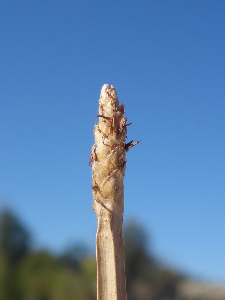 Eleocharis quadrangulata