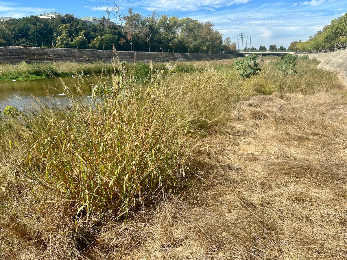 Eragrostis pectinacea var. miserrima