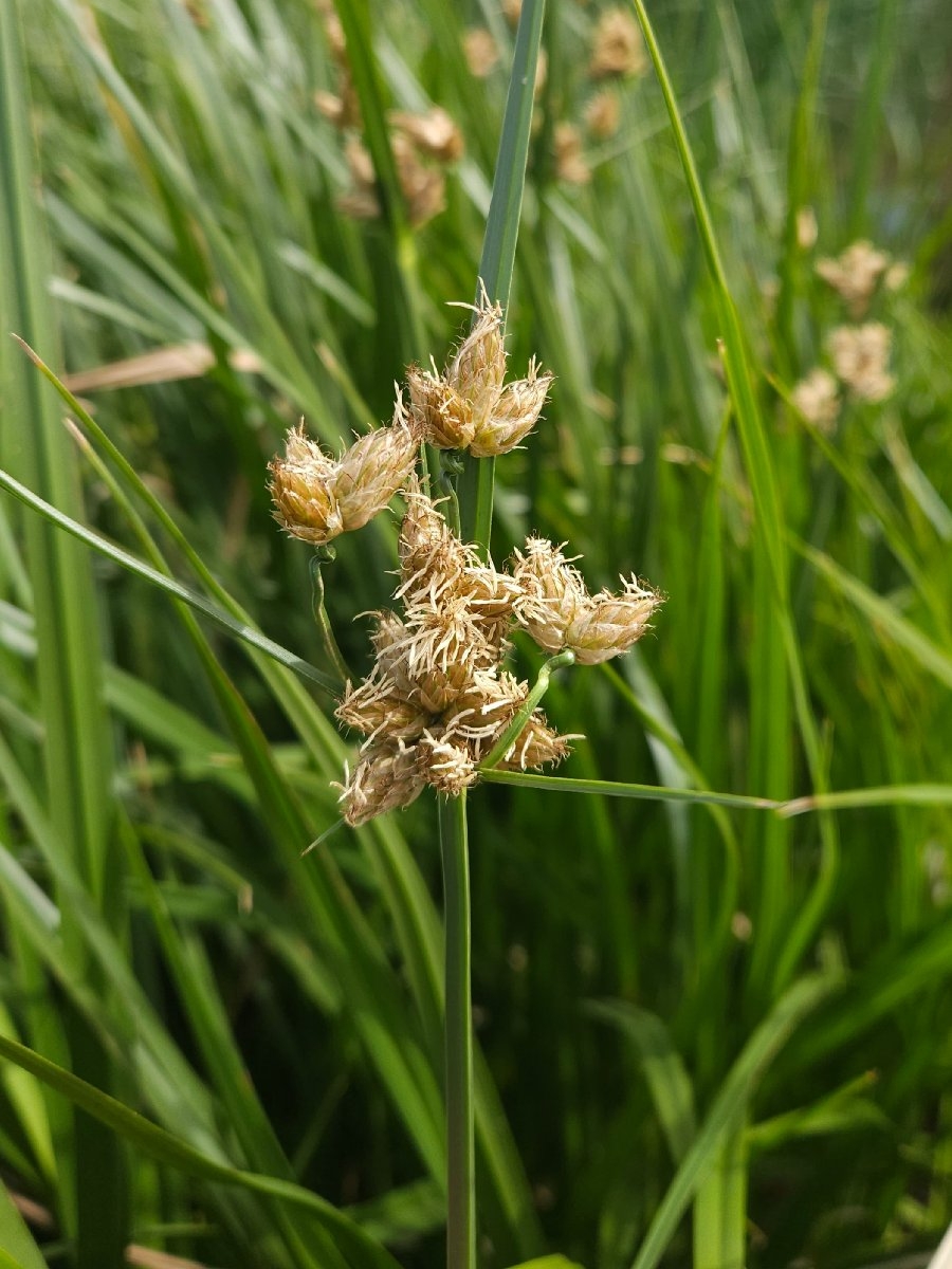 Bolboschoenus maritimus