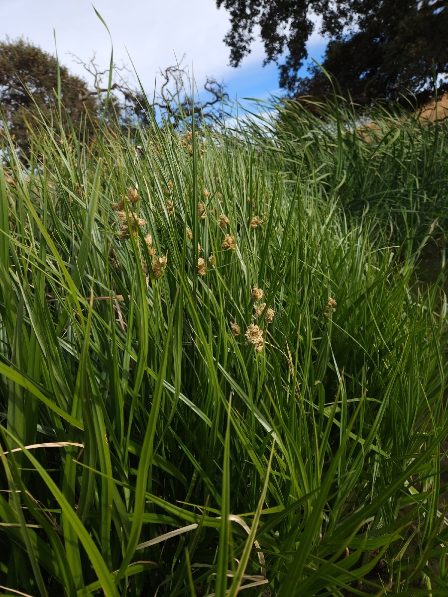 Bolboschoenus maritimus