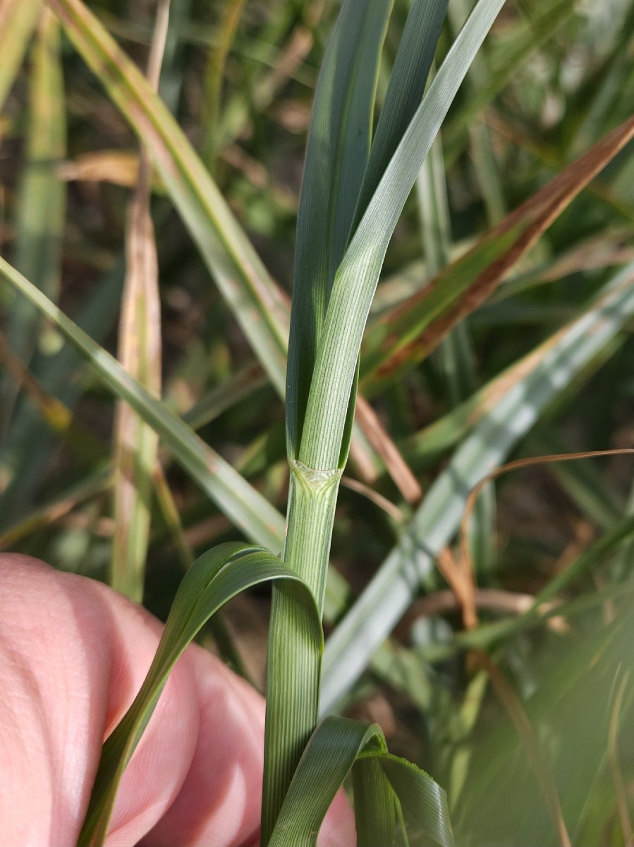 Bolboschoenus maritimus ssp. paludosus