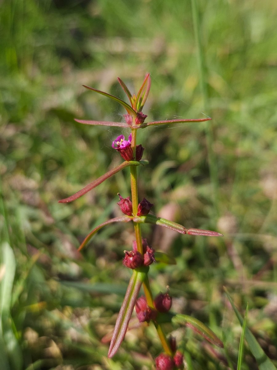 Ammannia coccinea