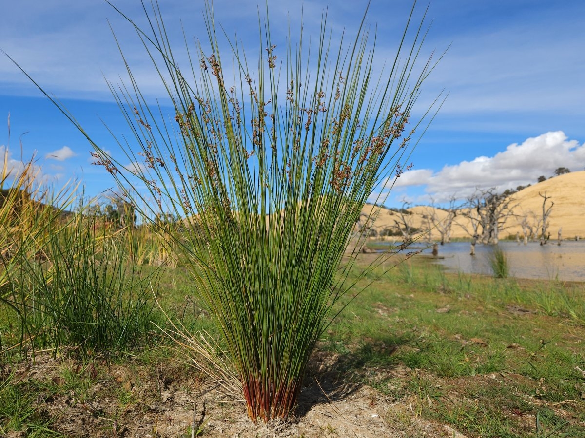 Juncus effusus ssp. pacificus