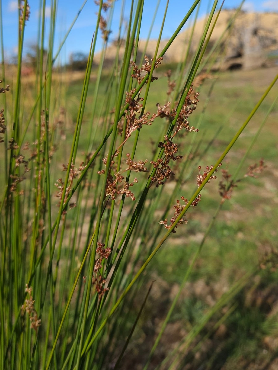 Juncus effusus ssp. pacificus