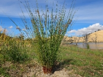 Juncus effusus var. pacificus