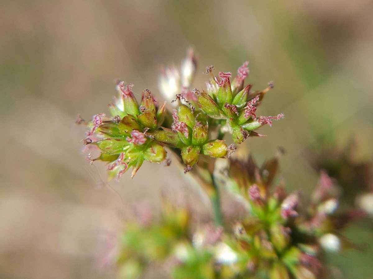 Juncus xiphioides