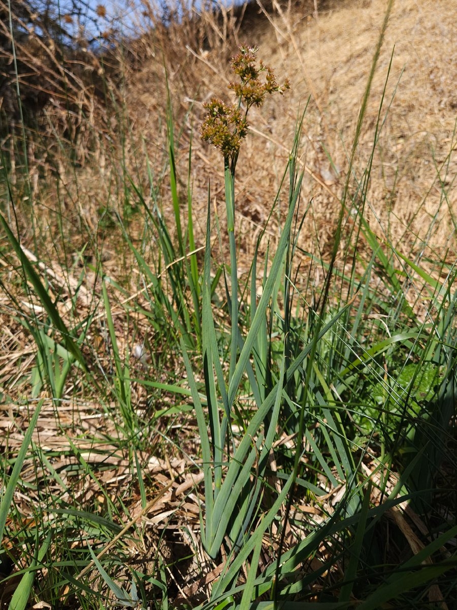 Juncus xiphioides