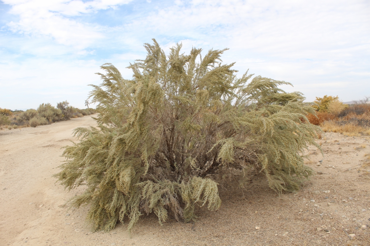 Artemisia tridentata ssp. parishii