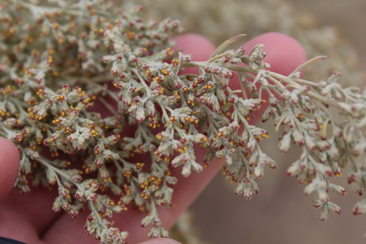 Artemisia tridentata ssp. parishii