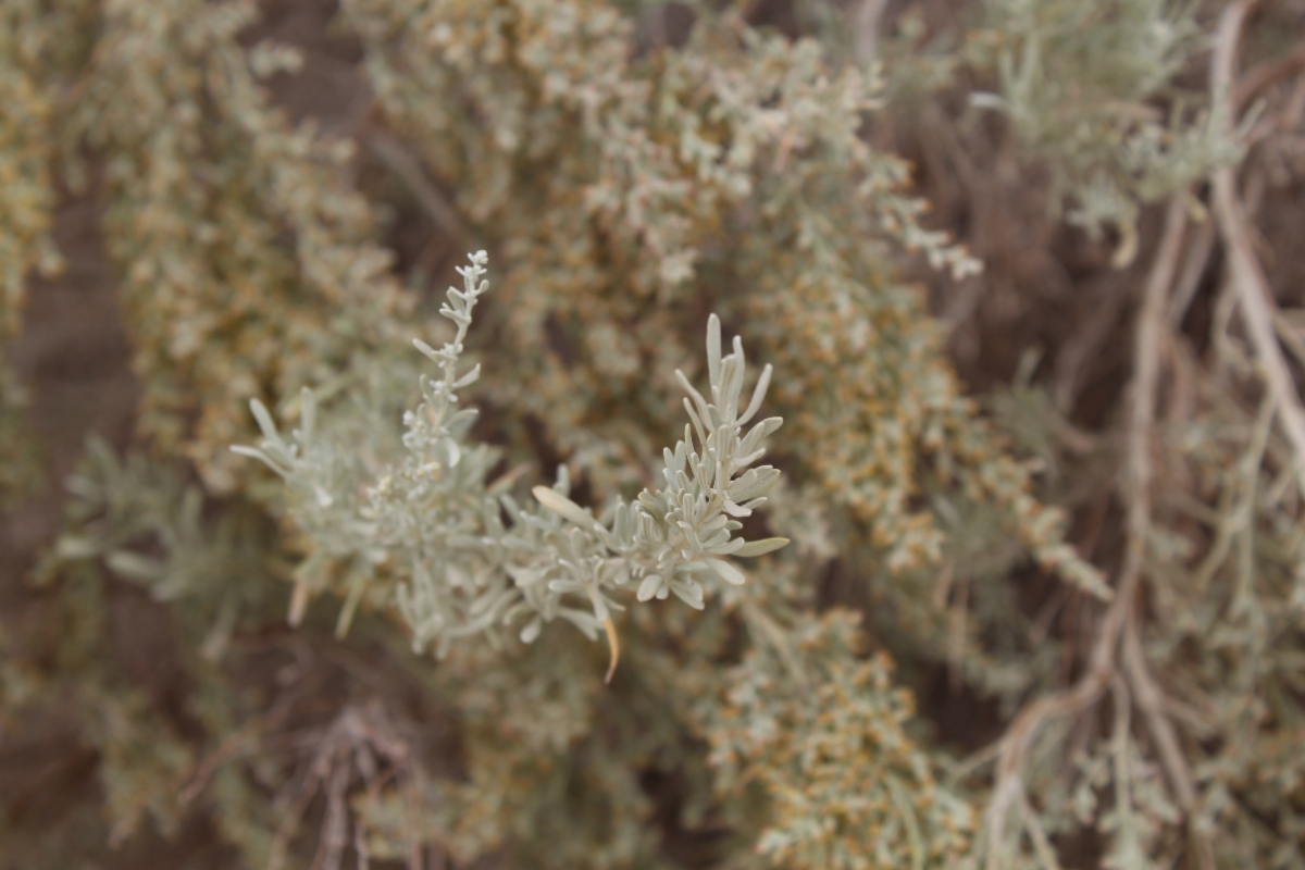 Artemisia tridentata ssp. parishii