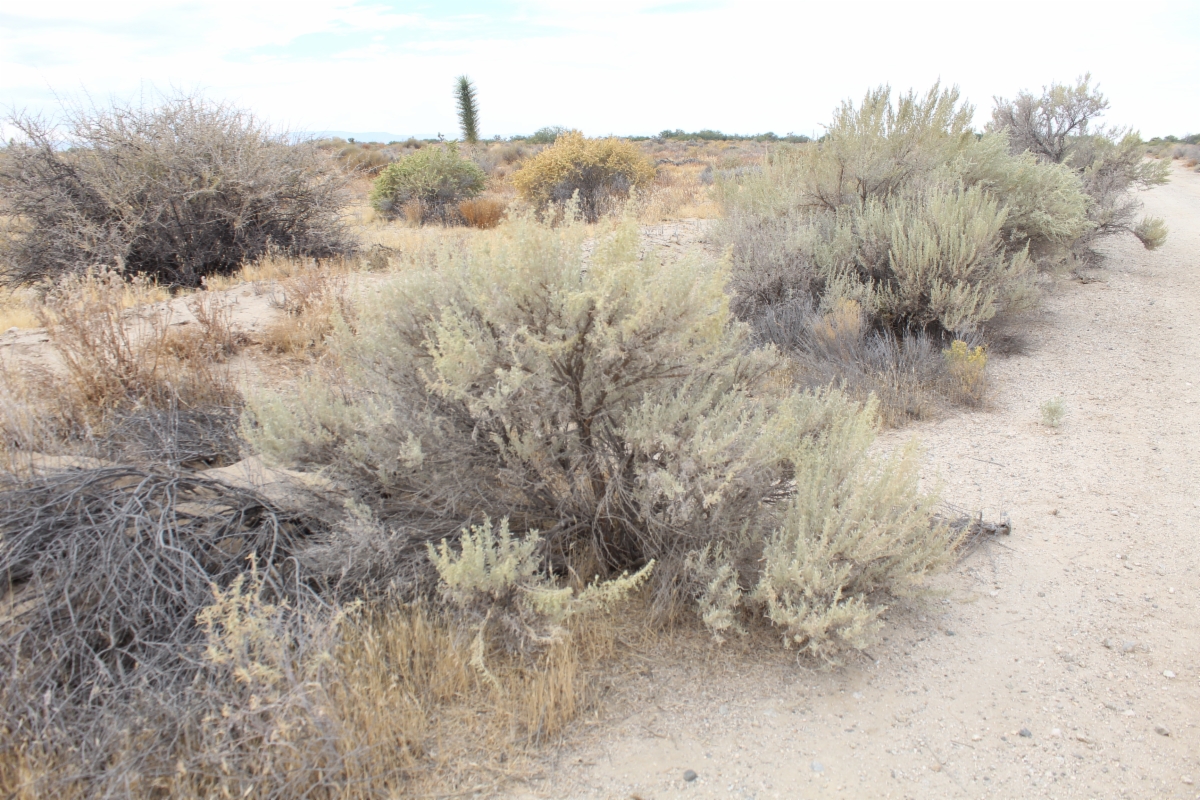 Artemisia tridentata ssp. parishii