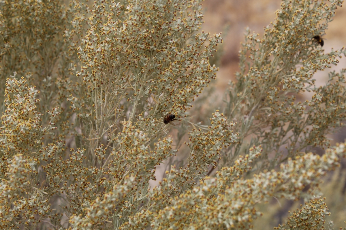 Artemisia tridentata ssp. parishii