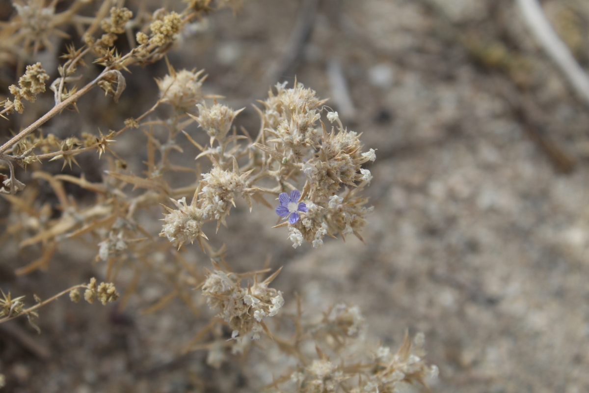 Eriastrum densifolium ssp. mohavense