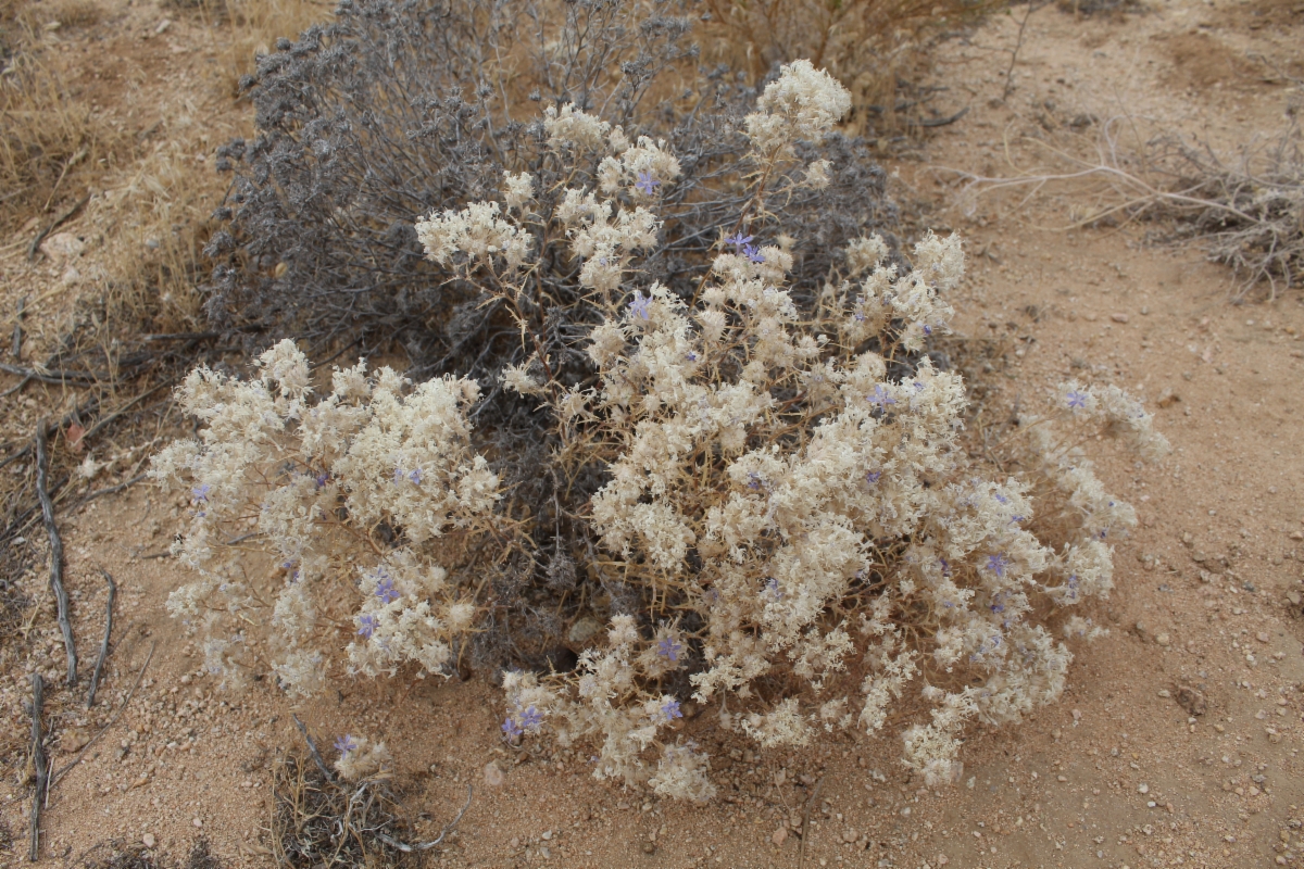 Eriastrum densifolium ssp. mohavense