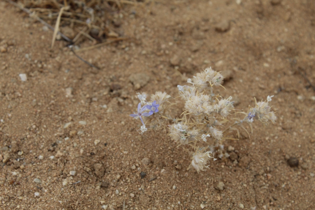 Eriastrum densifolium ssp. mohavense