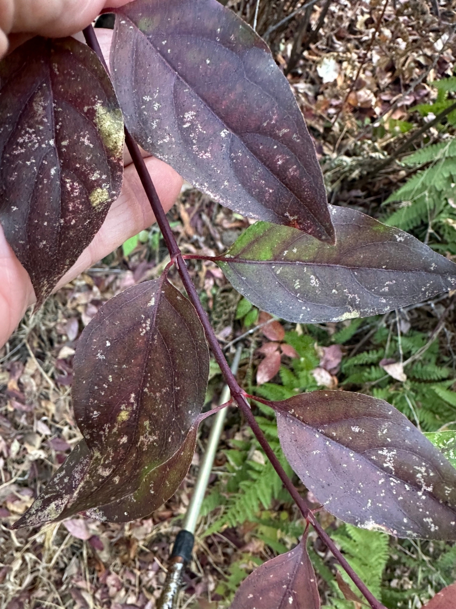 Cornus glabrata