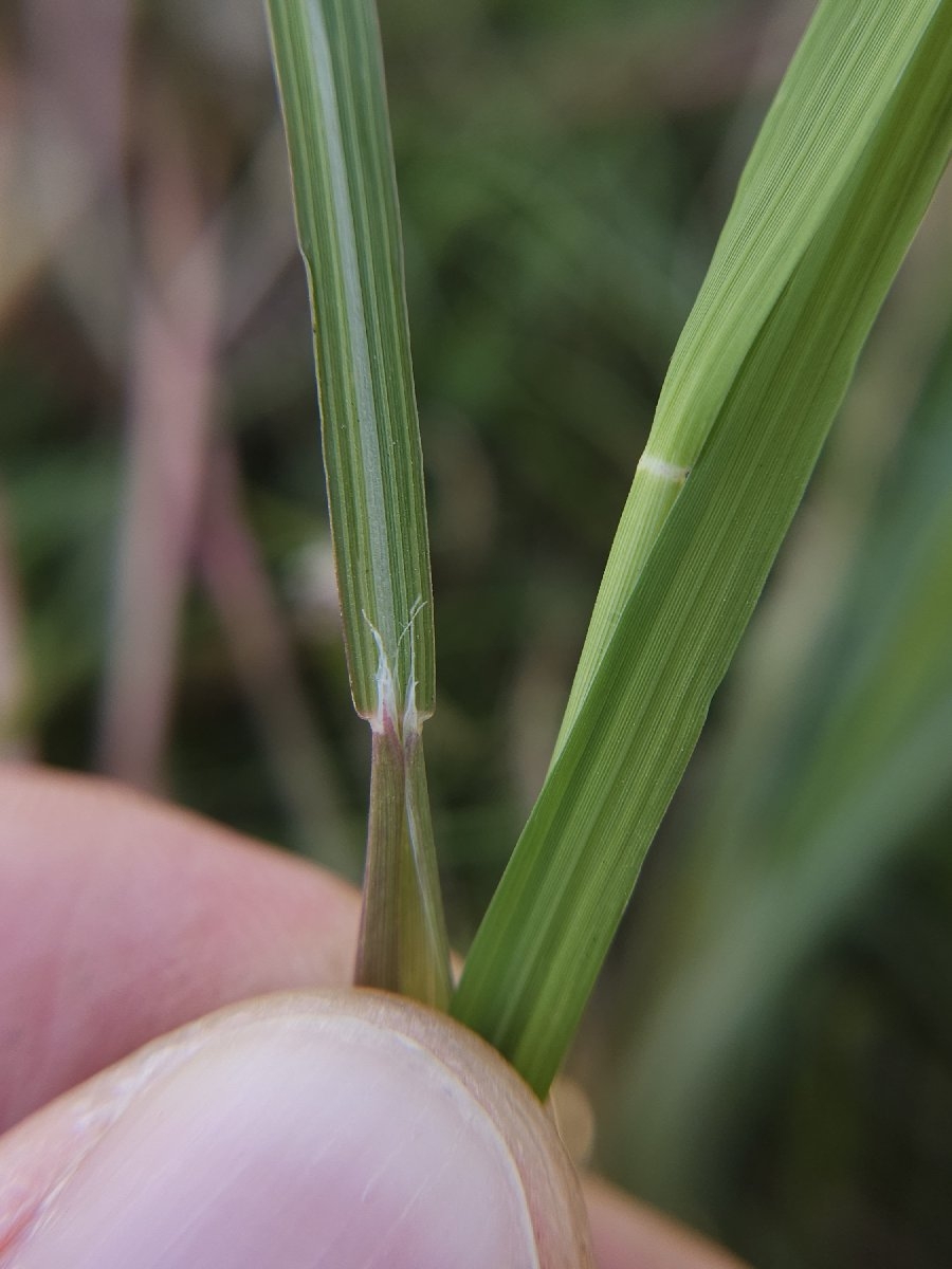 Leptochloa fusca ssp. fascicularis