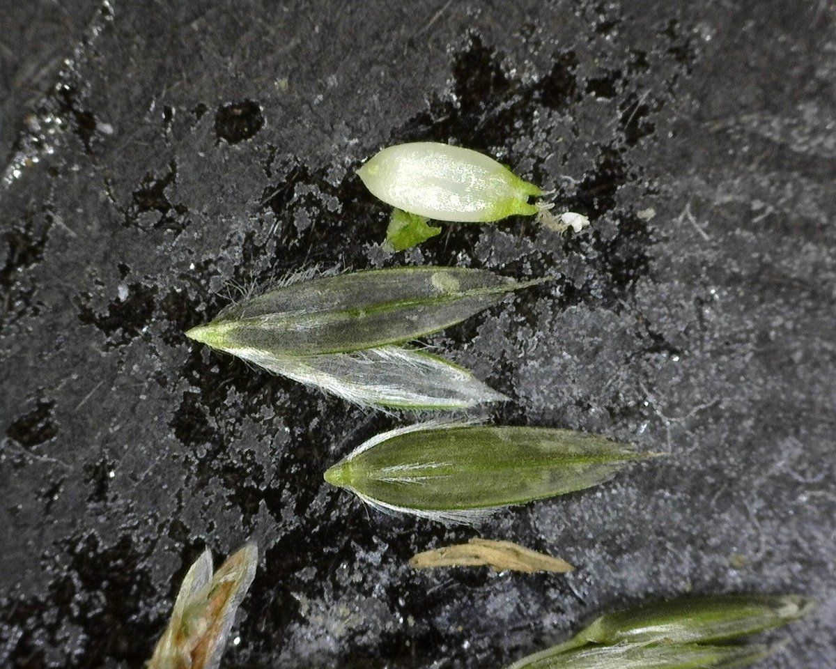 Leptochloa fusca ssp. fascicularis