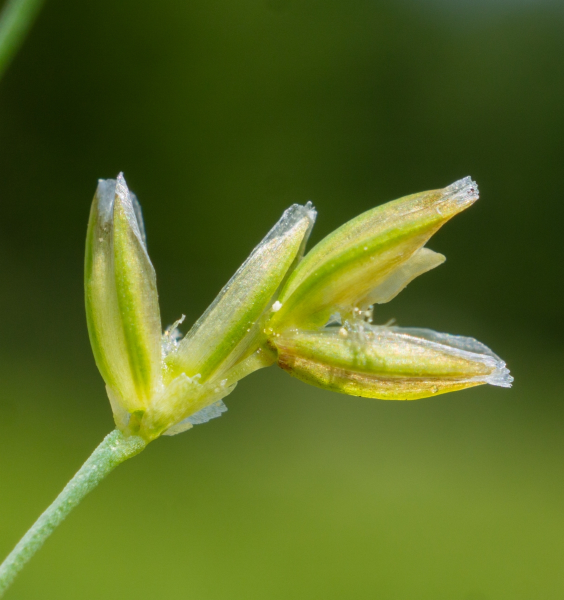 Catabrosa aquatica